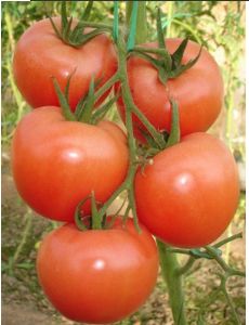 供应粉精典——番茄种子