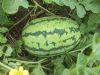 供应丰年绿宝—西瓜种子