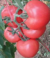 供应领航之星—番茄种子