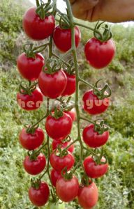 供应农禧番茄
