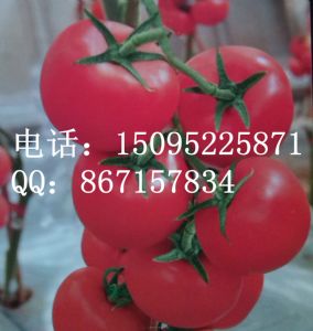 供应玉魄—抗病耐贮运番茄种子