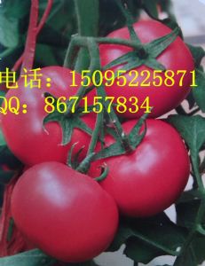 供应特选富山—番茄种子