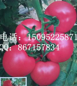供应H118-荷兰进口高档粉果番茄种子