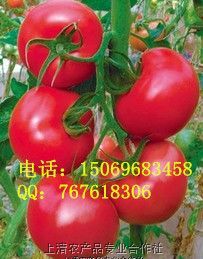 供应抗TY粉果番茄-威萨种子种苗