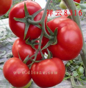 供应祥云8316—番茄种子