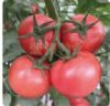 供应瑞星经典—大果番茄种子