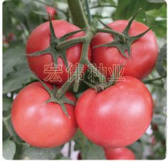 供应瑞星经典—大果番茄种子
