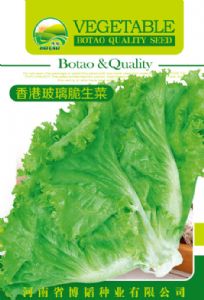 供应香港玻璃脆生菜—生菜种子