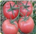 供应领航6号—番茄种子