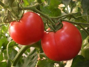 供应粉红太郎—番茄种子