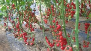 供应粉圣女—抗TY病毒粉果樱桃番茄种子