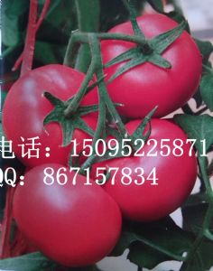 供应望舒-抗逆高产红果番茄种子