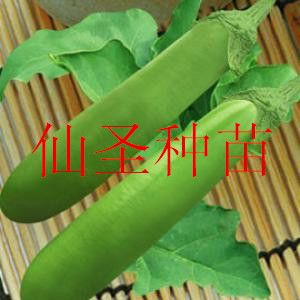 批发台湾进口杂交绿色长茄种子 绿元帅绿长茄种子