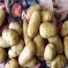 供应土豆种子 费乌瑞它（Favorita）
