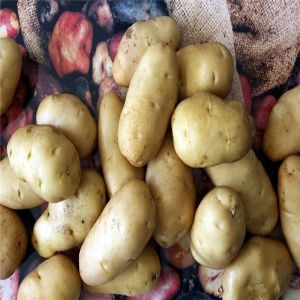 供应土豆种子 费乌瑞它（Favorita）