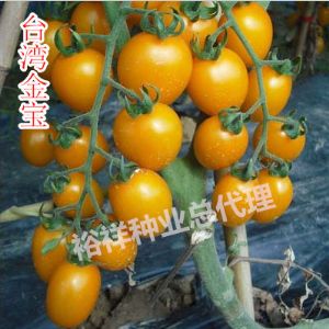 供应番茄种子 台湾金宝F1