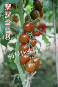 供应樱桃番茄种子 紫罗兰YX2