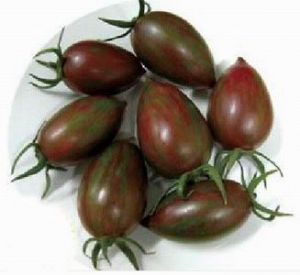 供应番茄种子 黑宝 小西红