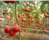 供应番茄种苗--亚瑟517