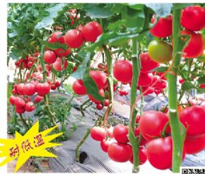 供应荷兰进口粉果番茄种 亚瑟517