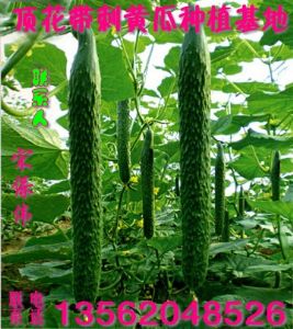 供应温室种植顶花带刺黄瓜