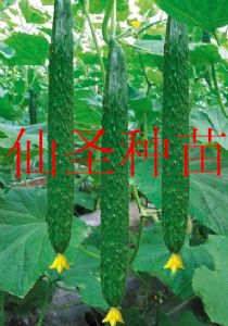 越冬型高产抗病黄瓜种子 富莱旺