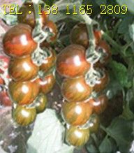 供应进口高产番茄种子 金玉彩3