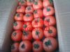 山东费县硬粉西红柿大量上市