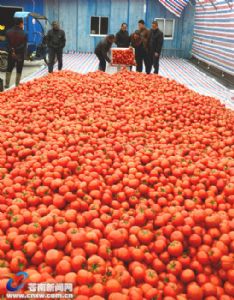 大量出售西红柿