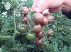 日本进口黑番茄种子