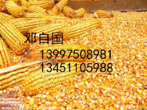 大量供应玉米粒