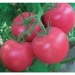 供应法国进口番茄种子