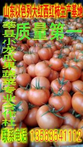 大红西红柿大量上市