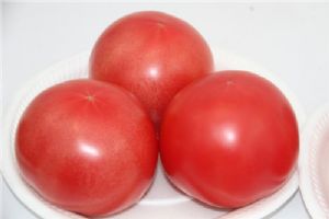 番茄种子供应-粉多纳
