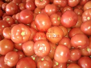 西红柿开始大量上市