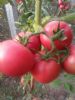 常年大量供应西红柿