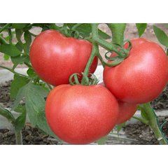 大量供应粉西红柿