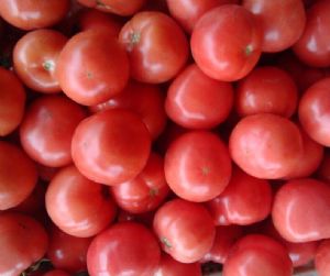 供应硬粉西红柿
