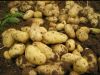 荷兰中暑土豆大量上市