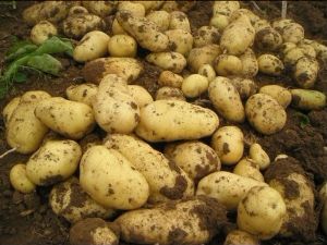 荷兰中暑土豆大量上市