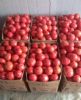 供应西红柿（硬粉）大量上市