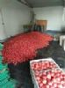 硬粉西红柿供应