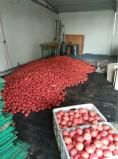 硬粉西红柿供应