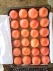 供应西红柿大量上市