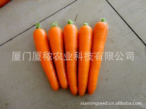 胡萝卜种子供应--康红