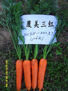 胡萝卜种子供应--厦美三红