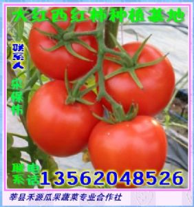 大红西红柿大量上市