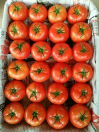 西红柿大量上市