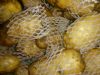 大量供应优质荷兰土豆