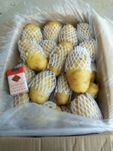 冷库荷兰十五土豆大量供应